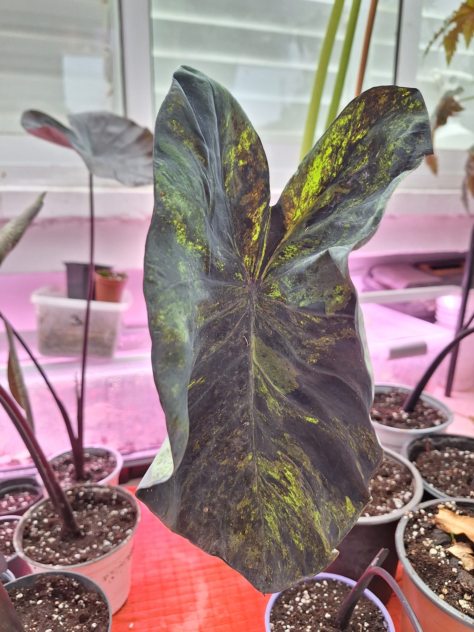 Colocasia Mojito